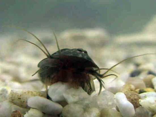Triops Cancriformis