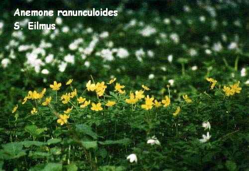 Anemone Ranunculoides