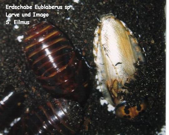 Erdschabe Eublaberus sp.