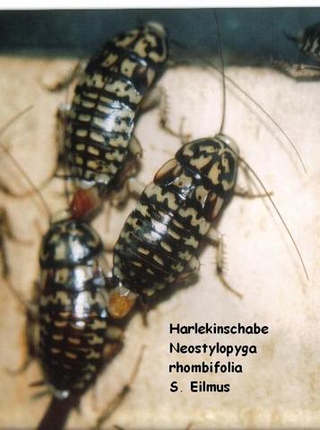 Harlekinschabe - Neostylopyga Rhombifolia