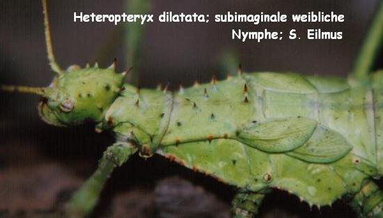 Heteropteryx Dilatata