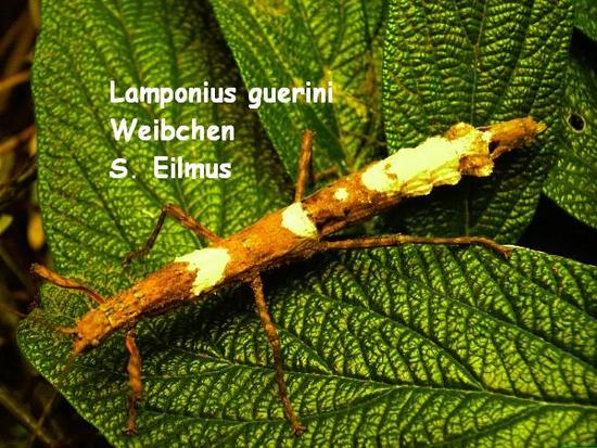 Lamponius Guerini