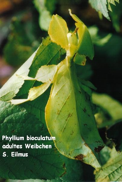 P. bioculatum Weiblich