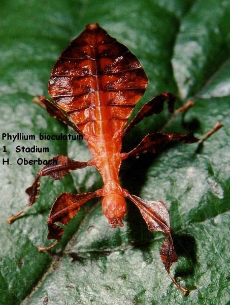 P. bioculatum