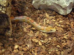 Kornnattern im Terrarium
